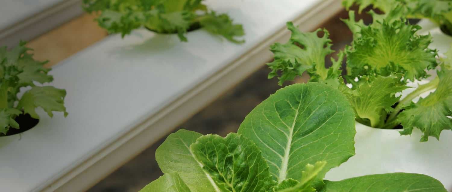 Garden and Hydroponic